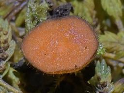 Scutellinia vitreola