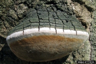 Phellinus igniarius