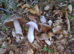 Cortinarius infractus