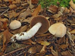 Cortinarius duracinus