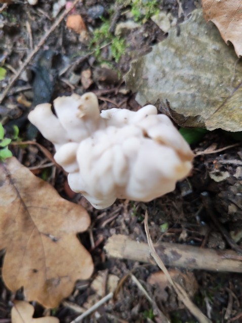 Helvella crispa