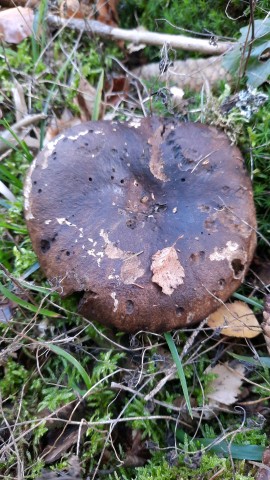 Russula nigricans