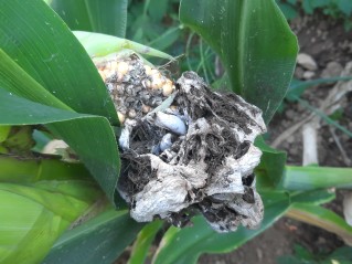 Mycosarcoma maydis