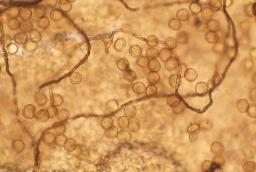 Perichaena corticalis