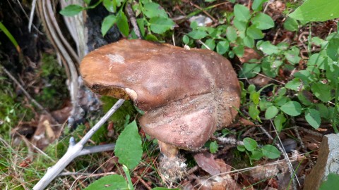 Xerocomus subtomentosus