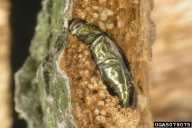 Agrilus viridis