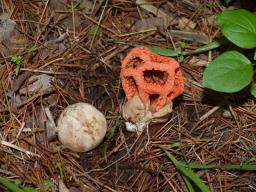 Clathrus ruber