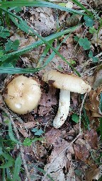 Russula grata