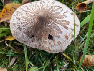Macrolepiota mastoidea