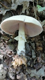 Agaricus sylvicola