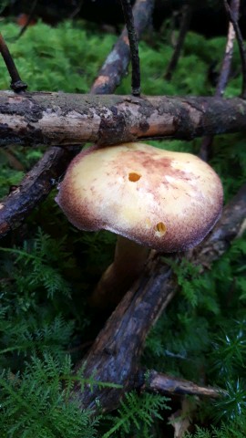 Tricholomopsis rutilans