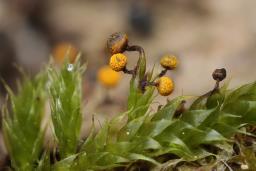 Physarum auriscalpium