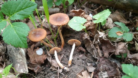 Conocybe aporos