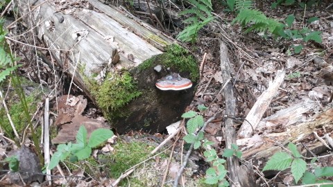 Fomitopsis pinicola