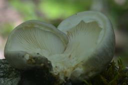 Pleurotus calyptratus