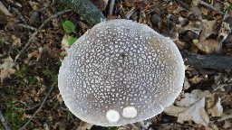 Amanita excelsa