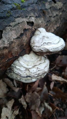 Fomes fomentarius