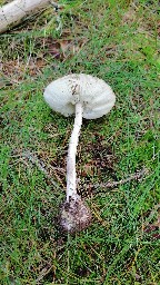 Amanita porphyria