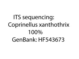 Coprinellus xanthothrix