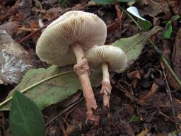 Lepiota pseudolilacea