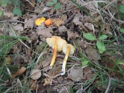 Hygrocybe acutoconica