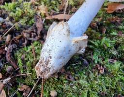 Amanita huijsmanii