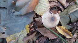 Hygrophorus pustulatus