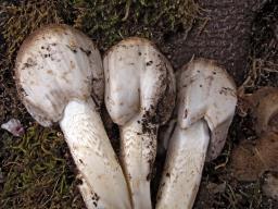 Coprinopsis romagnesiana