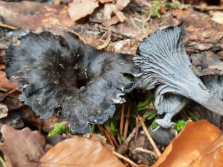 Cantharellus cinereus