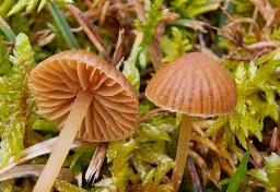 Galerina vittiformis