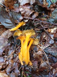 Craterellus lutescens