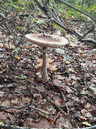 Macrolepiota permixta