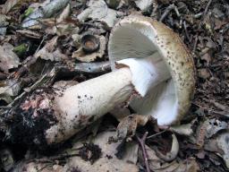 Amanita rubescens