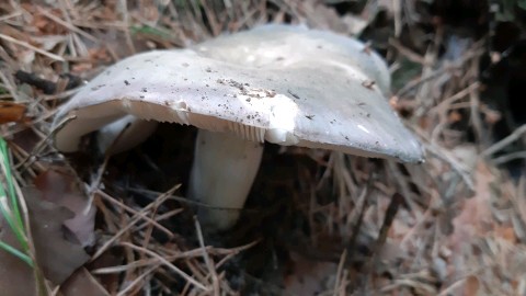 Russula cyanoxantha