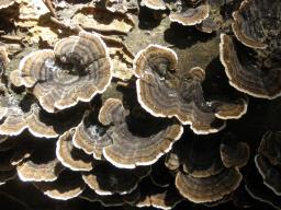 Trametes versicolor