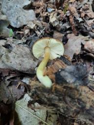 Pluteus romellii