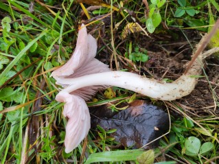 Porpolomopsis calyptriformis