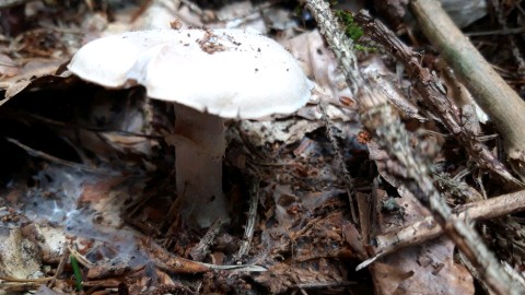 Cortinarius caperatus