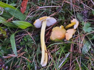 Hygrocybe chlorophana