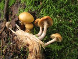 Galerina marginata