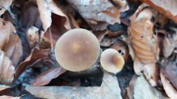 Pluteus romellii