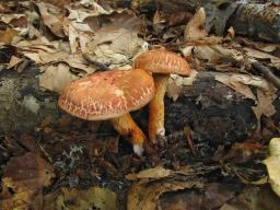 Cortinarius bolaris