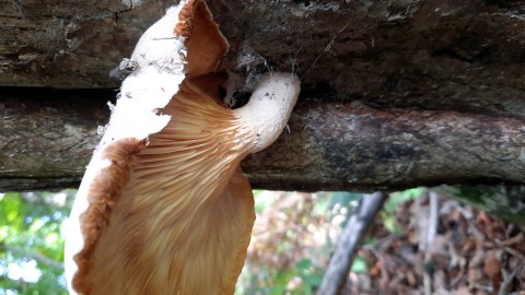 Pleurotus dryinus