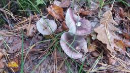 Russula fragilis