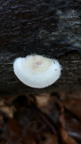 Trametes pubescens