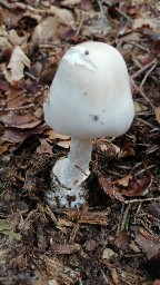 Amanita phalloides