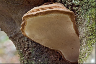 Ganoderma applanatum