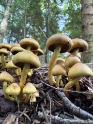 Hypholoma fasciculare
