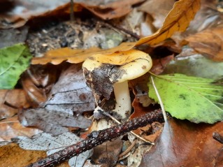 Russula ochracea