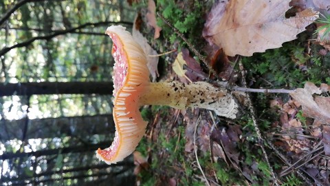 Amanita muscaria